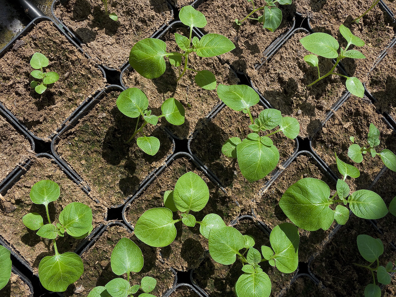 20080724-P1070227_Averus zaailingen