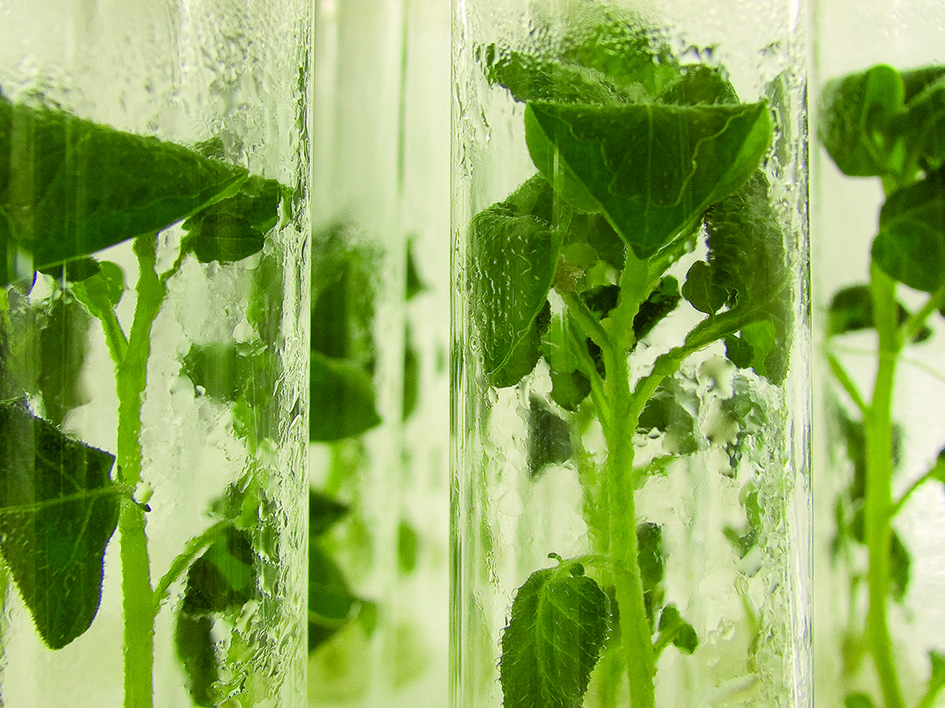 20080724-P1070285_Averis reageerbuis