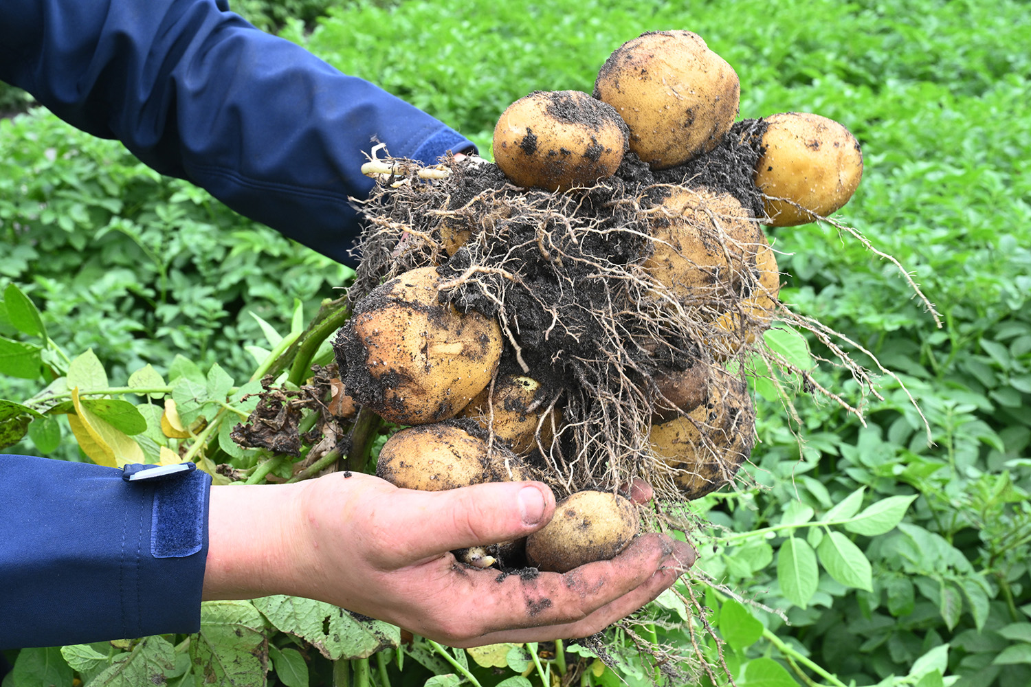 3180_BBF_0551 Aragon 30 x 20