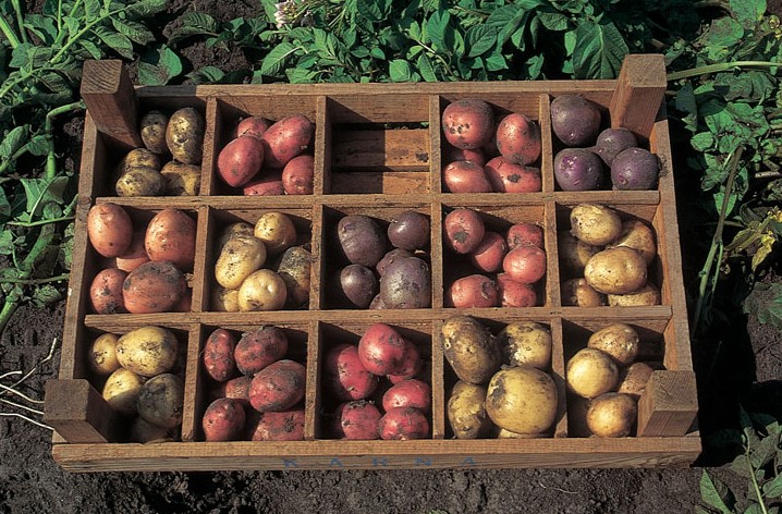 Averis_diverse rassen