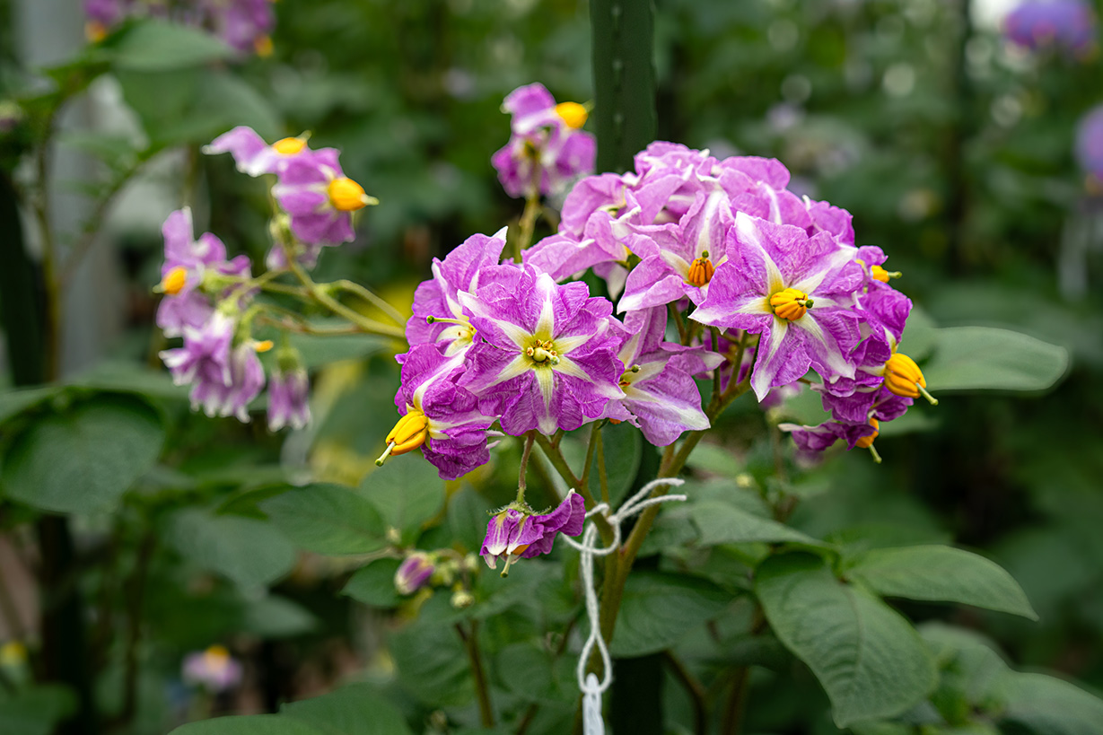 Averis bloem 2